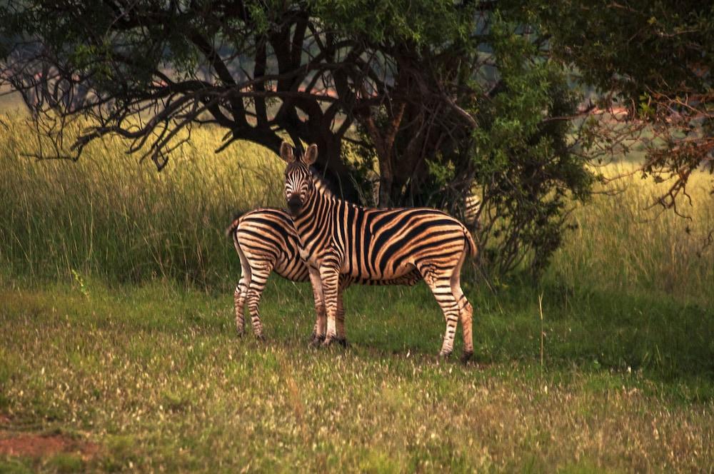 Kedar Heritage Lodge, Conference Centre & Spa Rustenburg Esterno foto